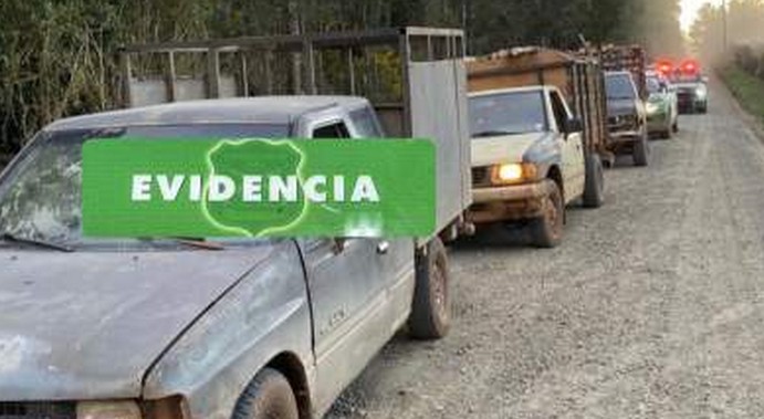 Carabineros Recovers 150 Eucalyptus Trees in Paillaco