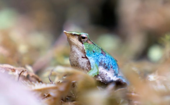Nova estratégia binacional busca evitar a extinção das Rãs de Darwin