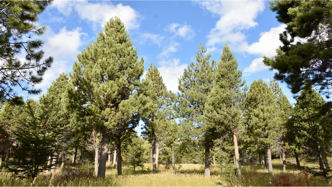 Aysén Secures Funding for Sustainable Forest Ecosystem Management Program