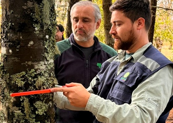 Infor y Conaf trabajan en proyecto para identificar las mejores procedencias de roble para restauración y producción forestal