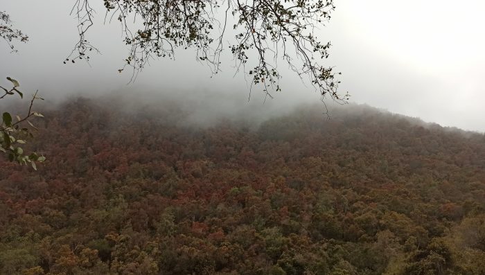 The invisible battle of the sclerophyllous forest: capturing carbon without losing water