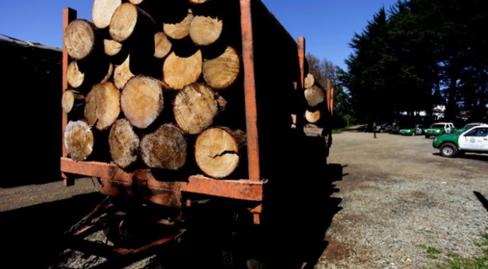 147 detenidos por robo de madera en Los Ríos durante 2024: incautaciones cifran en $1500 millones