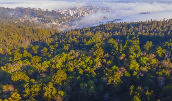 Biobío to Receive Funds from the World Bank for Sustainable Forest Management