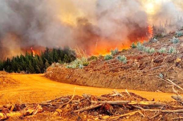 Ñuble Reports 53% More Wildfires Compared to Last Season