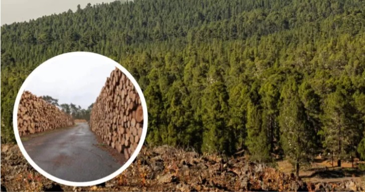 Forestry Contractors Association accuses sector crisis due to closures and layoffs