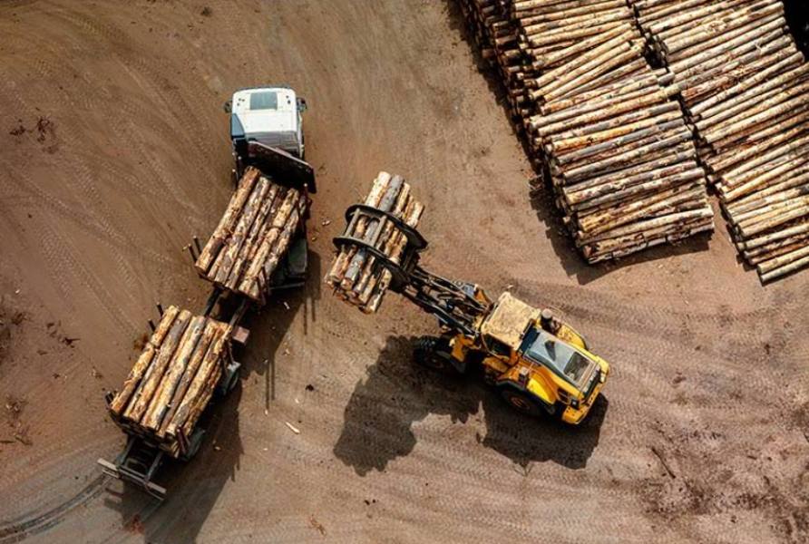 Timber Guilds Seek Local Support to Reactivate the Sector