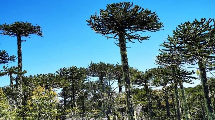 CONAF Updated the Vegetation and Land Use Survey in Five Regions of the Country