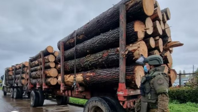 Two years after the law was enacted: over 400 people arrested for timber theft in the province of Arauco