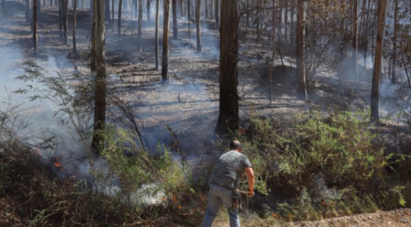 Confirmation that PDI Investigates Intentionality Behind Hualqui Fire Affecting 80 Hectares