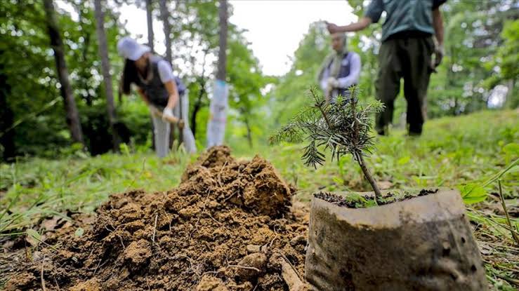 Incertidumbre, violencia y contracción productiva agravan crisis forestal