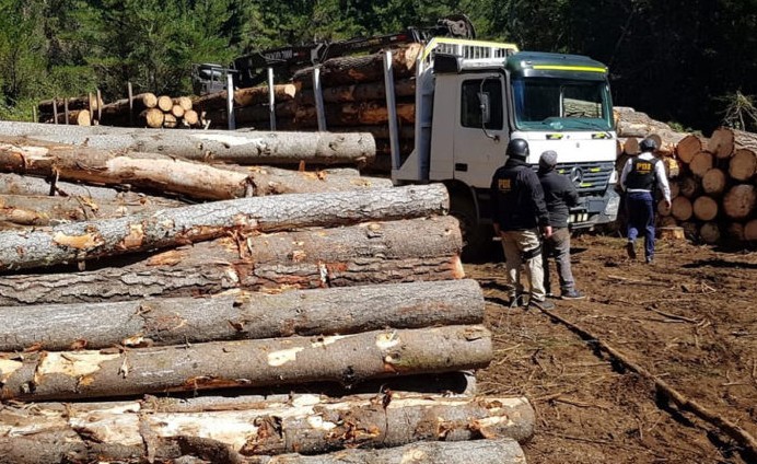 Prison for Leader of Illegal Logging Network: Justice Takes Action in Arauco