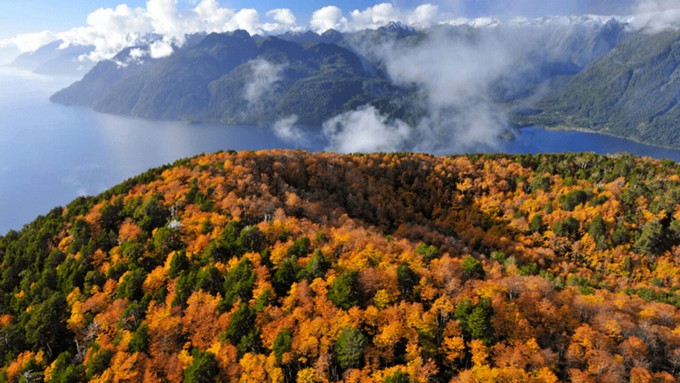 Chile Introduces New Baseline for Forest Carbon Emissions