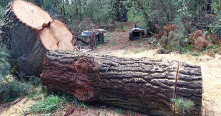 Illegal Logging Reported in Hualpén Nature Sanctuary: Municipality to File Complaint with Prosecutor's Office