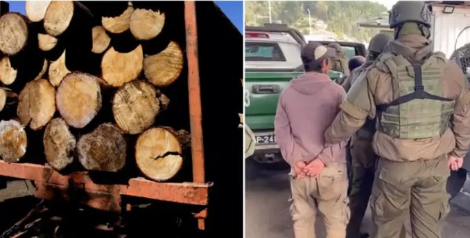 Un 240% aumentó cantidad de detenidos por robo de madera en La Araucanía en lo que va de 2023