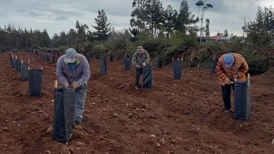 INFOR and Universities Conduct Training on Ecological Silvicultural Systems for Coihue and Raulí Plantations