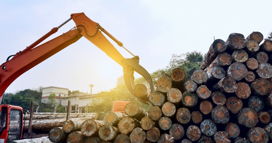 Forestry sector reports severe crisis with loss of 3,200 jobs per year and decline in plantations