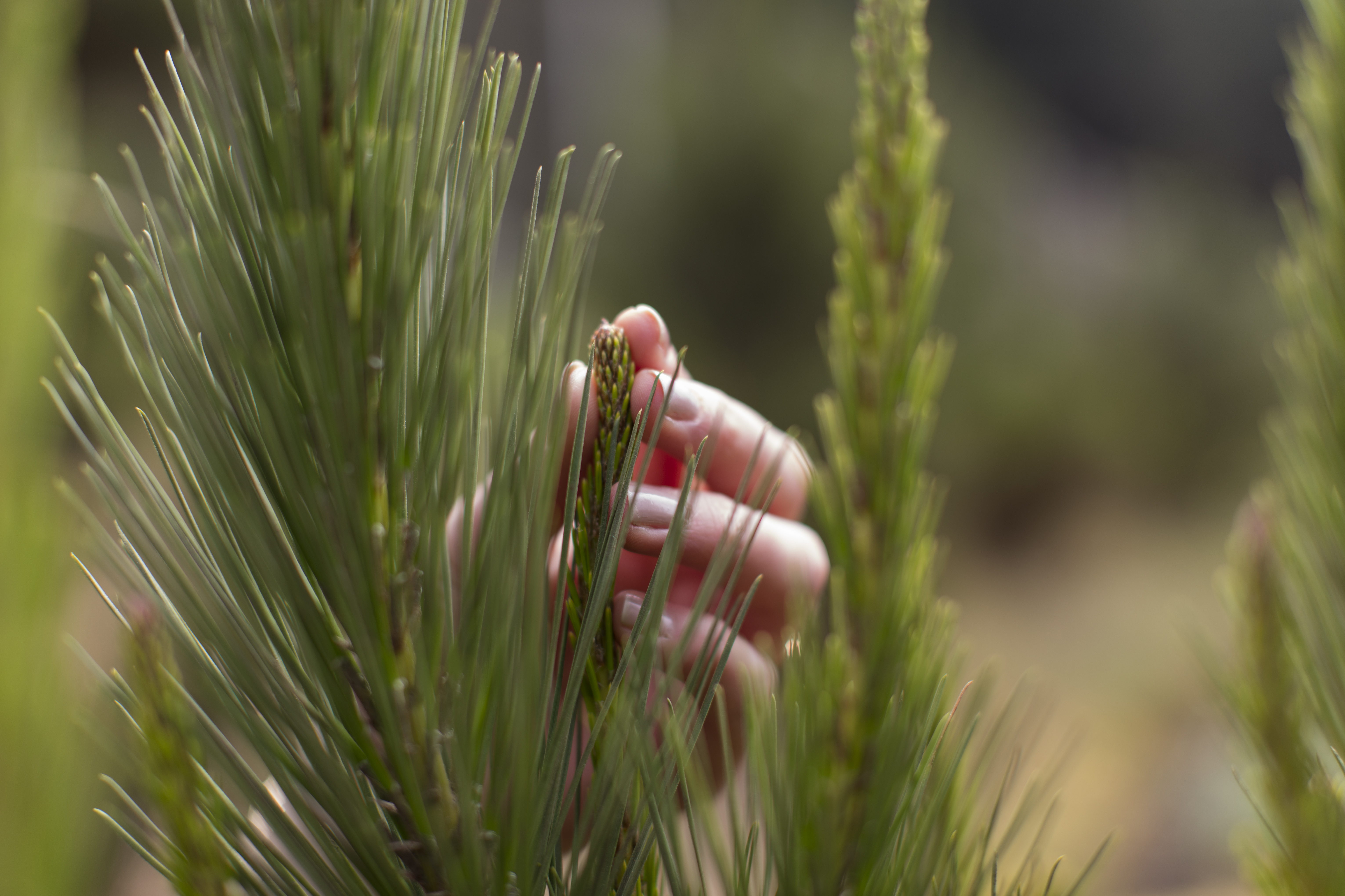 From Chile, They Help Confront the Sanitary Threat Affecting Radiata Pine in Europe