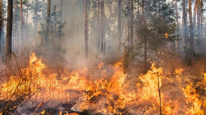 Forest fires in the Metropolitan Region: Fires increase by 44% while affected area decreases by 43%