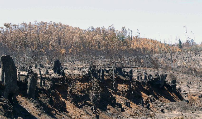 Small and Medium Forest Owners to Access Carbon Credit Market