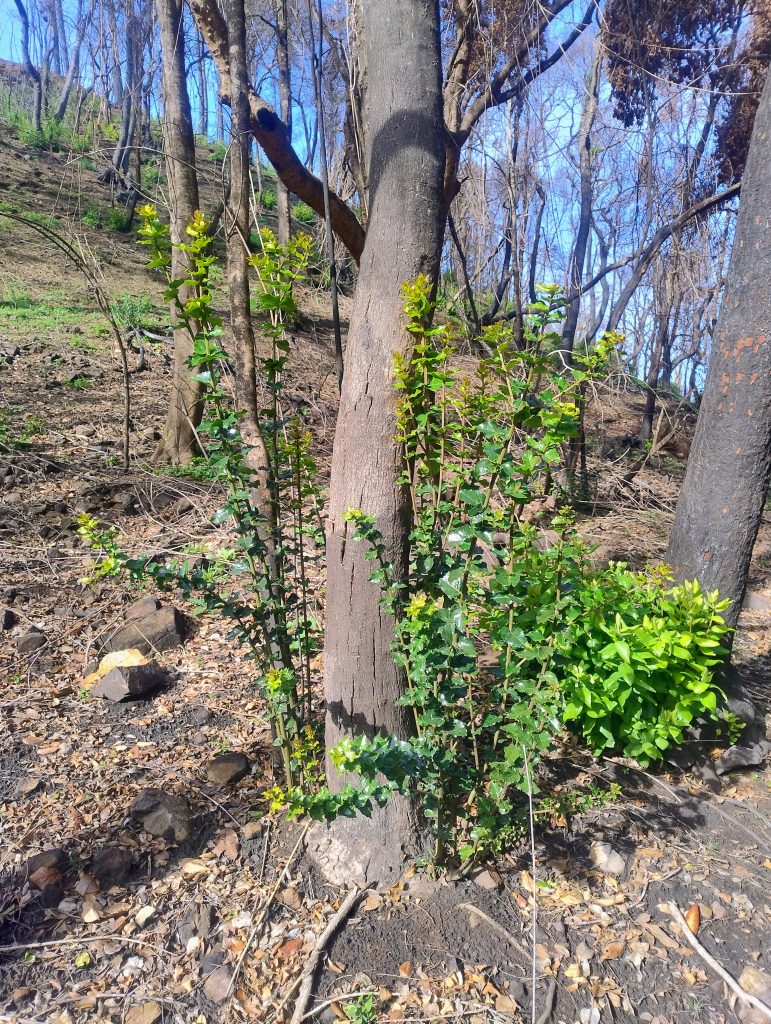 Penco: Fundo Coihueco começa a recuperar sua flora e fauna nativa após a destruição do mega-incêndio