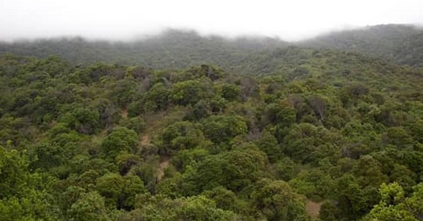 45 Years Later, Chile's Native Forest Typology Gets an Update