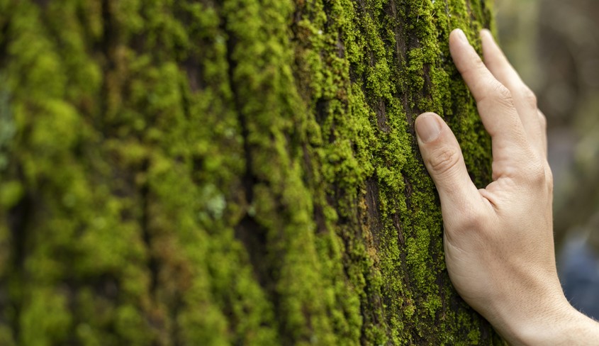 Progress in the Creation of the National Forestry Service