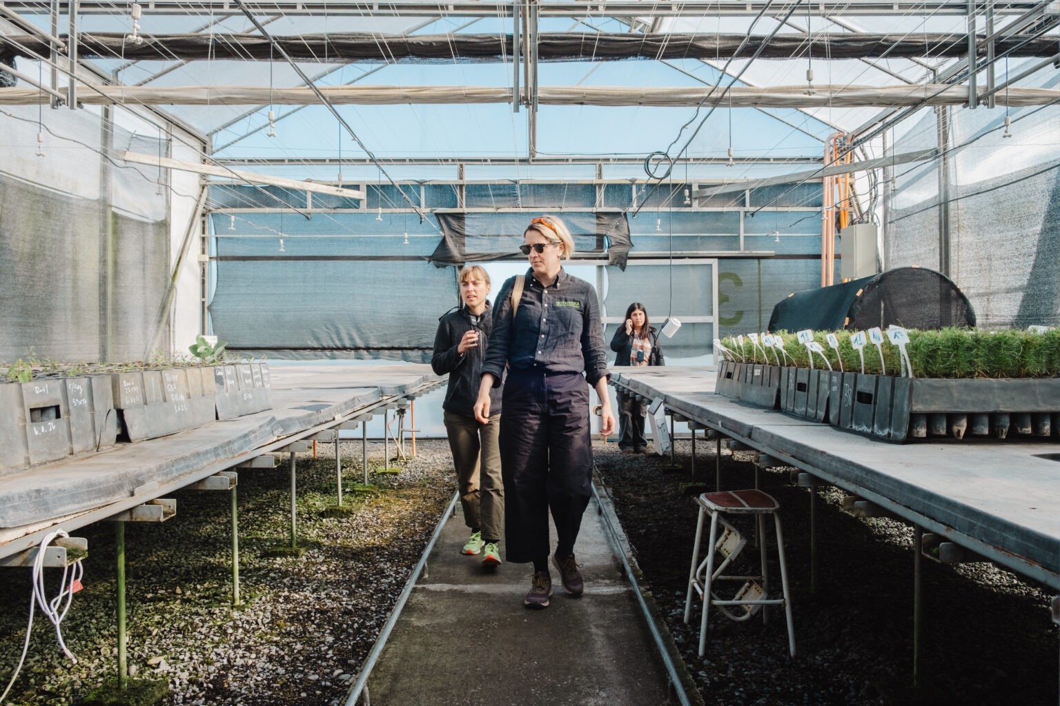 Investigadoras suecas visitan Chile para impulsar restauración del Toromiro, árbol extinto en Isla de Pascua
