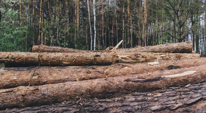 Arrested for Illegal Logging: Theft of Timber Valued at $12 Million