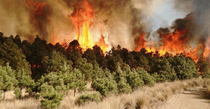 Maule Begins Strategies for a Safer Wildfire Season