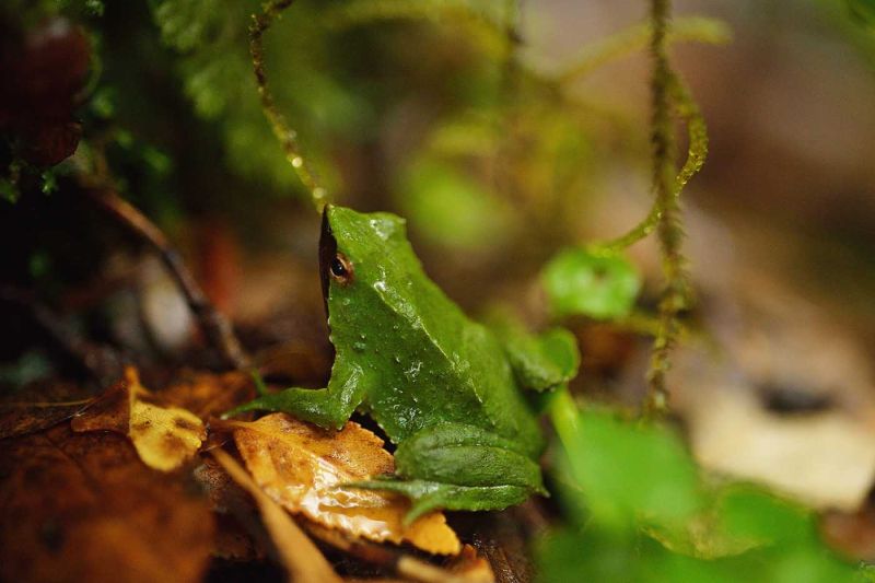 Cierran convenio internacional para salvar a la Ranita de Darwin