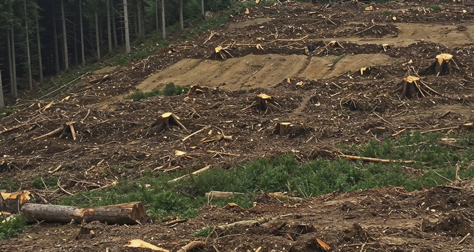 $22 mil millones de saldo: Conaf arremete contra comunidad mapuche y forestal china por no pagar multa