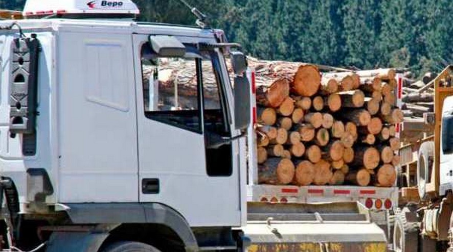 Timber Sector Urgently Calls for Reinstating Reforestation Support
