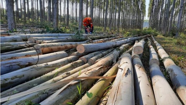 Paraguay's Forestry Export Starts 2025 with US$5 Million