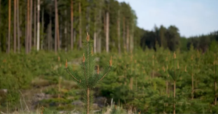 Simón Berti: ¿Son realmente un problema los monocultivos forestales?