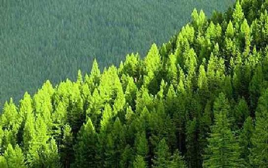 Minister of Agriculture Prepares Forestry Promotion Bill and Industry Calls for Focus on SMEs