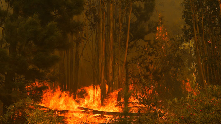 Carabineros denuncia que incendio en Victoria fue provocado por una quema autorizada mal apagada