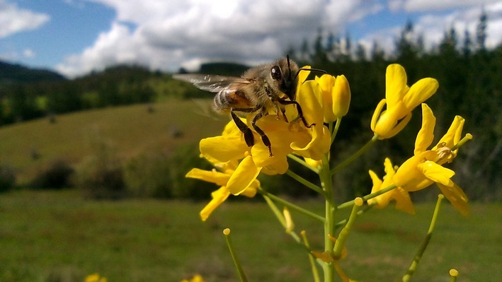 Regional project promotes regenerative beekeeping based on Ñuble's natural flora