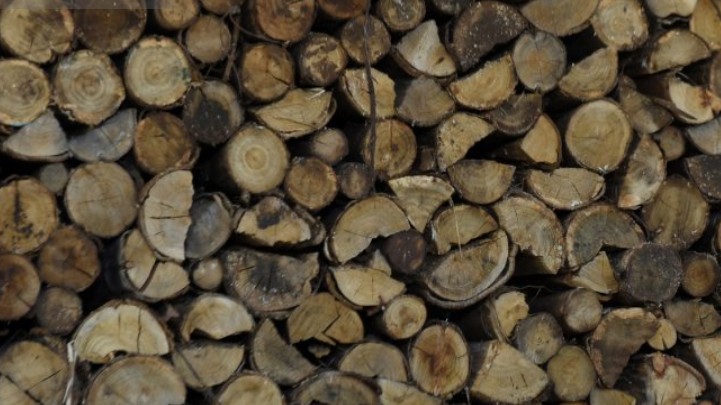 Association of Forestry Contractors Denounces Extortion to Work in Forests