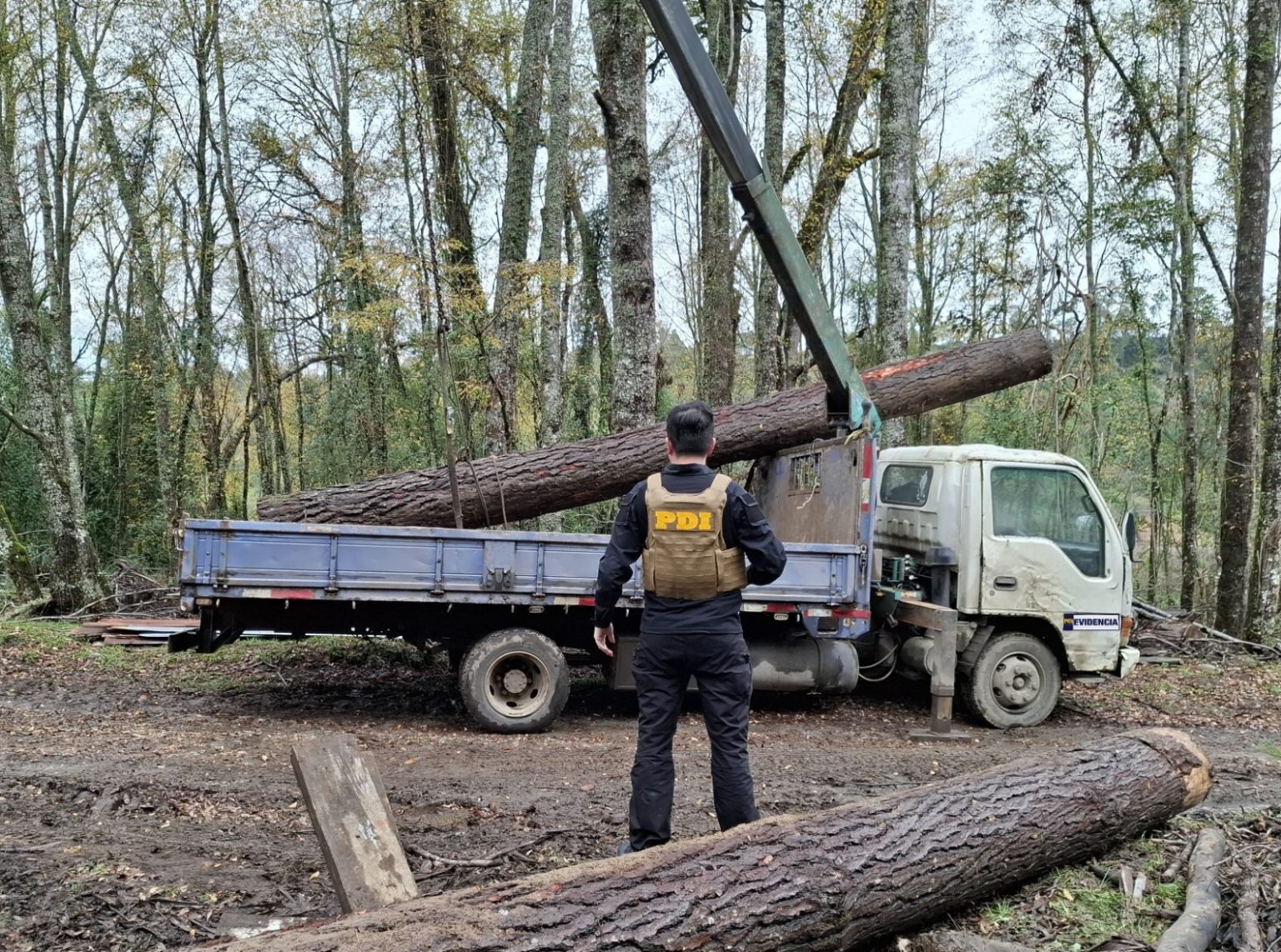 Illegal Logging Ring Dismantled in Los Lagos