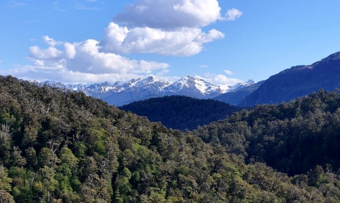 The new planting bonus and the law the Government is studying for the forestry sector