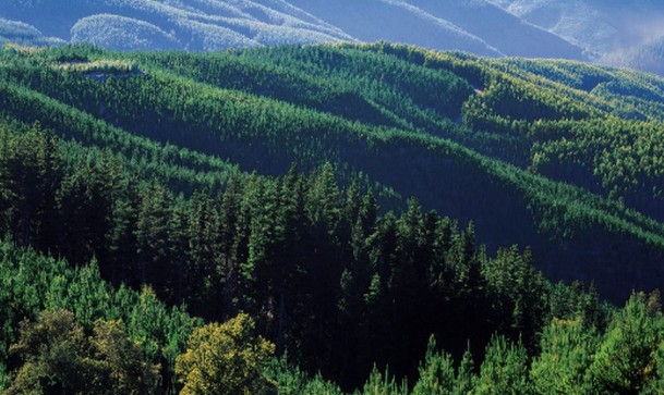 Arauco agrees to sell forests in Valdivia for an amount exceeding US$216 million