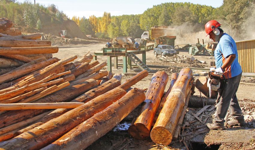 Acoforag: crisis obedece a un “abandono del Estado hacia el sector forestal, no de un gobierno en particular"