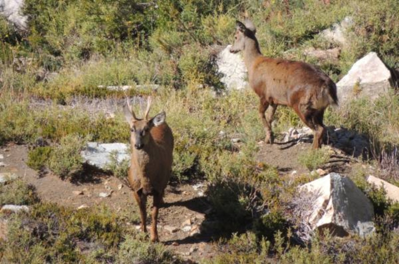 A Pair of Huemuls Spotted in Niblinto National Reserve