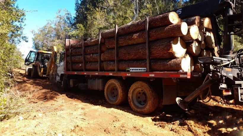 Wood Theft Ring Dismantled in Valdivia