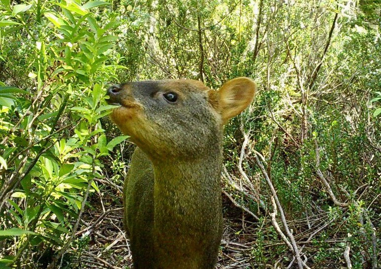 Tras las huellas del pudú: conocer el bosque para protegerlo