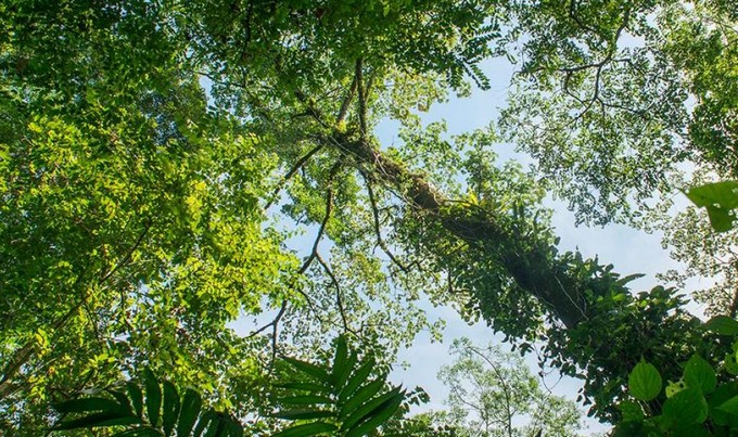 D.L. 701: ¿Subsidio, política pública o el mejor negocio del Estado chileno?