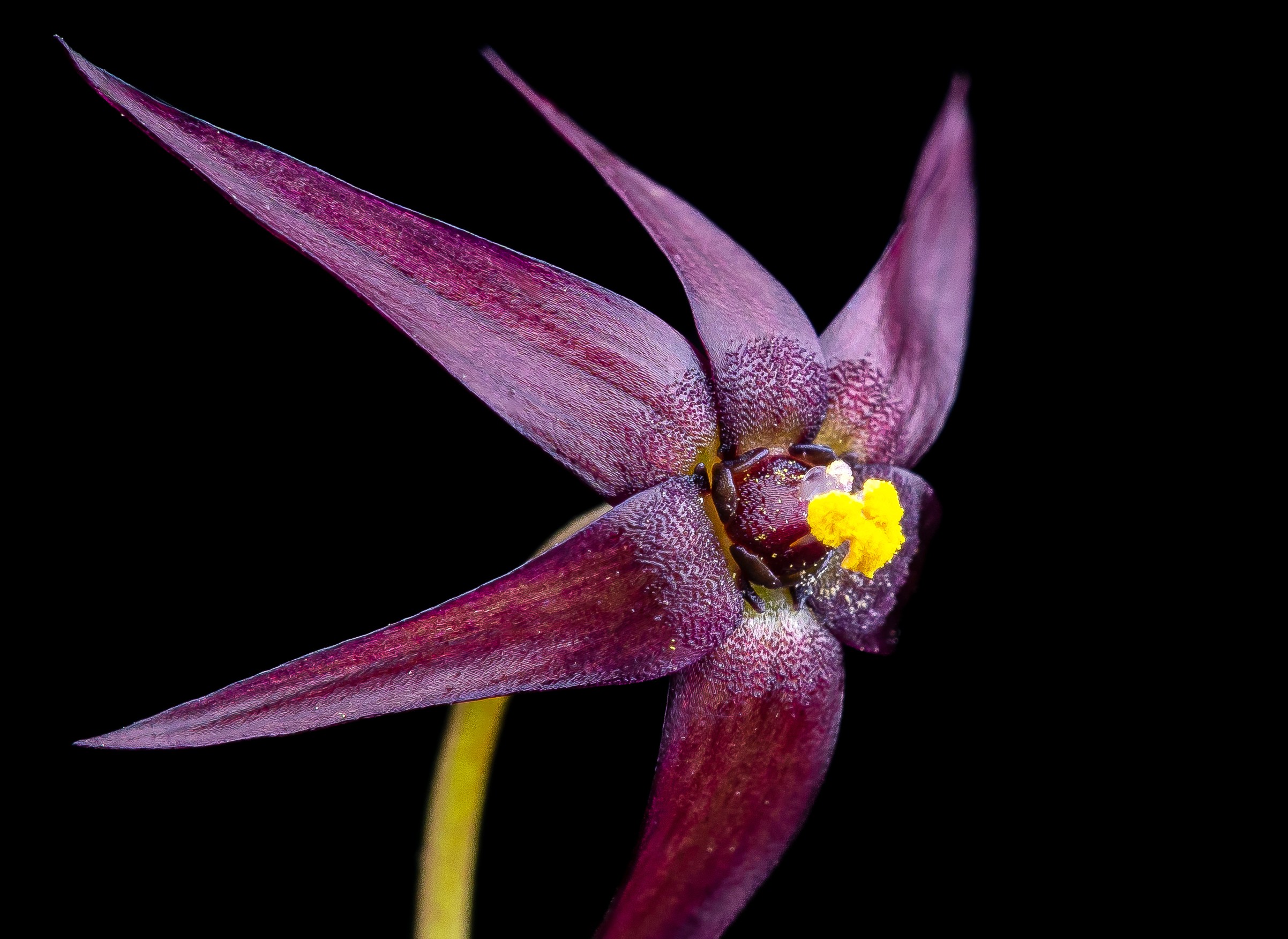 Especialistas descobrem quatro novas espécies de plantas na zona central do país