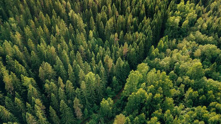 Forestal Arauco vende plantaciones de eucalipto en Valdivia por US$216,5 millones