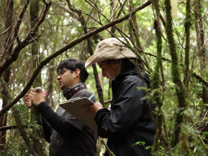 Dez anos seguindo árvore por árvore: Estudo revela como mudam as florestas antigas de Chiloé
