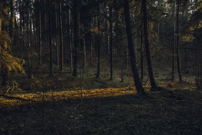 On World Soil Day, FSC Proposes That "Ecosystem Restoration Must Be Highlighted as a Priority Challenge for Society"